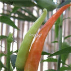 19usd Ngryise 3000Pcs A set  Hawk Claw chili pepper seed