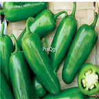 19usd Ngryise 3000Pcs A set  Tacana F1 Hybrid Hot Pepper  seed