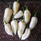 19usd Ngryise 3000Pcs A set White Ghost Pepper White Bhut Jolokia Pepper seed