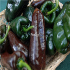19usd Ngryise 3000Pcs A set Ancho Poblano Chile Pepper  seed