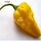 19usd Ngryise 3000Pcs A set  Devil's Tongue Pepper seed