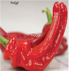 19usd Ngryise 3000Pcs A set  Figitelli Sicilia Sweet Pepper seed