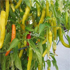 19usd Ngryise 3000Pcs A set  Charleston Hot Pepper seed