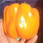 19usd Ngryise 3000Pcs A set Kevin's Early Orange Sweet Pepper seed