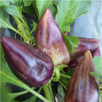 19usd Ngryise 3000Pcs A set NON GMO Violet Sparkle Pepper  seed