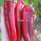 19usd ngryise 3000pcs Giant Marconi Sweet Pepper  seed