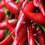 19usd ngryise 3000pcs Pulla Puya Chili pepper seed