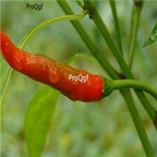 19usd ngryise 3000pcs Bangkok Upright hot pepper seed