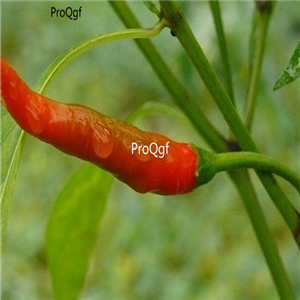 19usd ngryise 3000pcs Bangkok Upright hot pepper seed