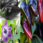 19usd ngryise 3000pcs NON GMO Black Hungarian Pepper seed