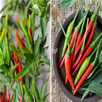 19usd ngryise 3000pcs HOT CHILI PEPPER seed