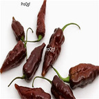 19usd Ngryise 3000Pcs A set NON GMO Chocolate Bhut Jolokia seed
