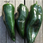 19usd ngryise 3000pcs Mosquetero F1 Hybrid Hot Pepper seed