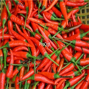 19usd Ngryise 3000Pcs A set Japones Hot Pepper seed