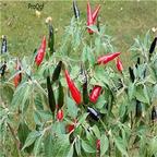 19usd Ngryise 3000Pcs A set Goat's Weed Hot Pepper  seed