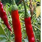 19usd ngryise 3000pcs Sapporo Hot Pepper seed