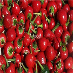 19usd Ngryise 3000Pcs A set RED CHERRY SWEET PEPPER seed