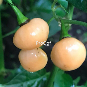 19usd Ngryise 3000Pcs A set Aji Charapita peru white pepper seed