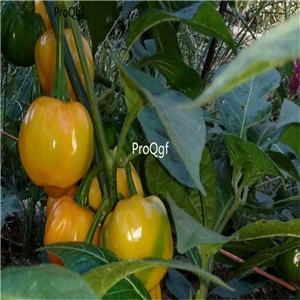 19usd Ngryise 3000Pcs A set Scotch Bonnet yellow pepper seed