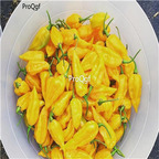 19usd Ngryise 3000Pcs A set Yellow Fatalii Chili Pepper seed
