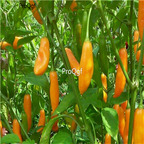 19usd Ngryise 3000Pcs A set  Yellow Chaco Pepper seed