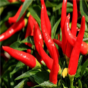 19usd ngryise 3000pcs THIN CAYENNE PEPPER seed