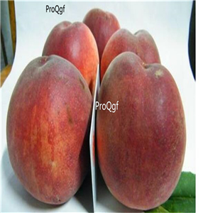 19usd Ngryise 30Pcs A set tuweitao peach seed