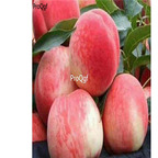 19usd Ngryise 30Pcs A set tuweitao peach seed
