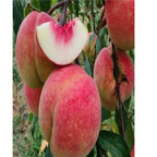 19usd Ngryise 30Pcs A set jinqiuhong peach seed