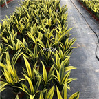 19usd Ngryise 2Pcs A set huangjin Sansevieria trifasciata  plant