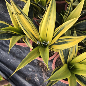 19usd Ngryise 2Pcs A set huangjin Sansevieria trifasciata  plant