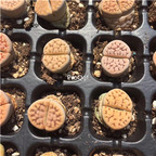 19usd Ngryise 5Pcs A set   Lithops karasmontana plant