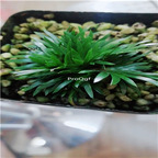 19usd Ngryise 10Pcs A set Acorus gramineus plant