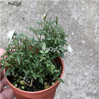19usd Ngryise 2Pcs A set  mini japanese Rosa chinensis jiyueji plant