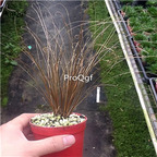 19usd Ngryise 2Pcs A set  japanese rare Bronze moss plant