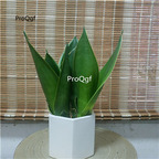 19usd Ngryise 1Pcs A set heizuan Sansevieria trifasciata plant