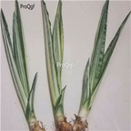 19usd Ngryise 2Pcs A set yinyu Sansevieria trifasciata plant