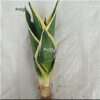 19usd Ngryise 1Pcs A set helan Sansevieria trifasciata plant