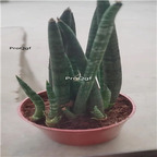 19usd Ngryise 1Pcs A set bangye Sansevieria trifasciata plant