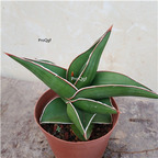 39usd Ngryise 1Pcs A set xiangjiao Sansevieria trifasciata plant