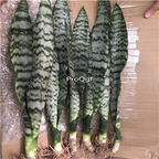 29usd Ngryise 2Pcs A set yinmai Sansevieria trifasciata plant