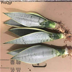 29usd Ngryise 1Pcs A set baixue Sansevieria trifasciata plant