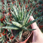 19usd Ngryise 1Pcs A set fox tail Sansevieria trifasciata plant
