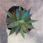 19usd Ngryise 3Pcs A set Agave burnt burgundy plant