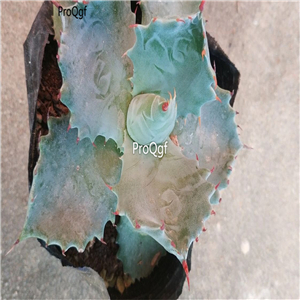 19usd Ngryise 1Pcs A set Agave isthmnsi plant
