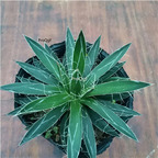 29usd Ngryise 1Pcs A set Agave parviflora Torr plant