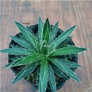 29usd Ngryise 1Pcs A set Agave parviflora Torr plant