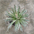 39usd Ngryise 1Pcs A set shubing rare Agave americana plant