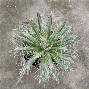 39usd Ngryise 1Pcs A set shubing rare Agave americana plant