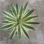 39usd Ngryise 1Pcs A set luanxuejin Agave americana plant